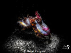 Black white and color 
Flamboyant cuttlefish(metasepia P... by Magali Marquez 
